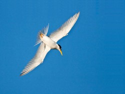 Least Tern (Sterna antillarum)